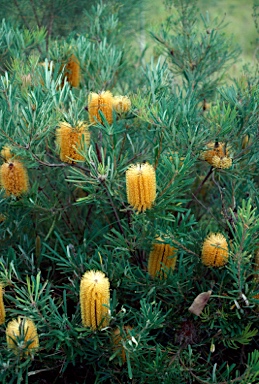 APII jpeg image of Banksia spinulosa var. collina  © contact APII