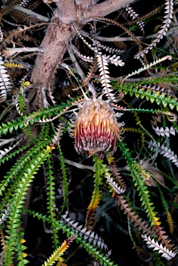 APII jpeg image of Banksia biterax  © contact APII