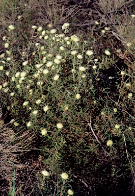 APII jpeg image of Banksia kippistiana  © contact APII