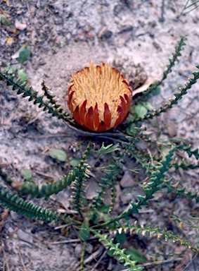 APII jpeg image of Banksia obtusa  © contact APII