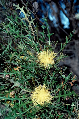 APII jpeg image of Banksia purdieana  © contact APII