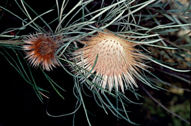 APII jpeg image of Banksia splendida subsp. splendida  © contact APII