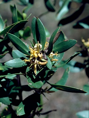 APII jpeg image of Persoonia cornifolia  © contact APII