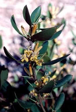 APII jpeg image of Persoonia laurina  © contact APII