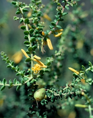 APII jpeg image of Persoonia microphylla  © contact APII