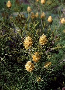 APII jpeg image of Petrophile fastigiata  © contact APII