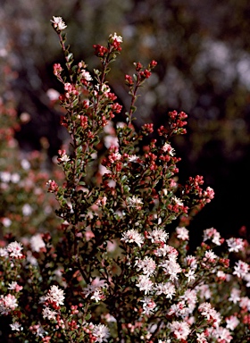 APII jpeg image of Leionema lamprophyllum  © contact APII