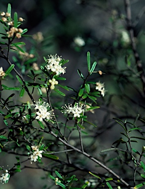 APII jpeg image of Phebalium squamulosum subsp. gracile  © contact APII