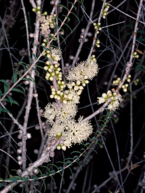 APII jpeg image of Melaleuca acuminata subsp. acuminata  © contact APII