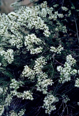 APII jpeg image of Melaleuca bracteata  © contact APII