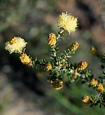 APII jpeg image of Melaleuca ciliosa  © contact APII