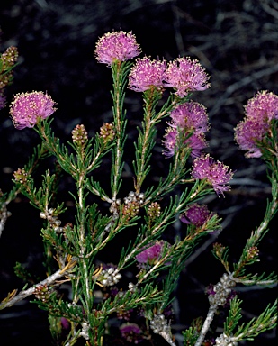 APII jpeg image of Melaleuca clavifolia  © contact APII