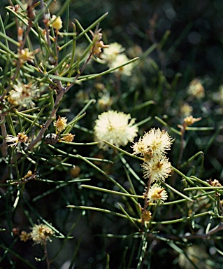 APII jpeg image of Melaleuca concreta  © contact APII