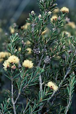 APII jpeg image of Melaleuca condylosa  © contact APII