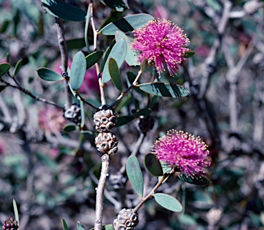 APII jpeg image of Melaleuca conothamnoides  © contact APII