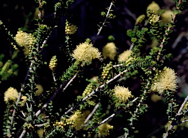 APII jpeg image of Melaleuca densa  © contact APII