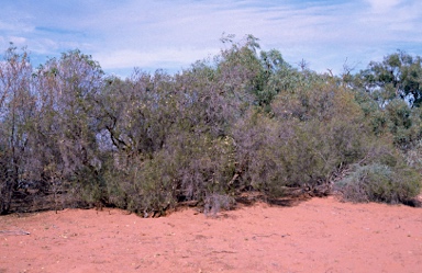 APII jpeg image of Melaleuca densispicata  © contact APII