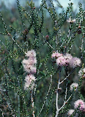 APII jpeg image of Melaleuca depauperata  © contact APII