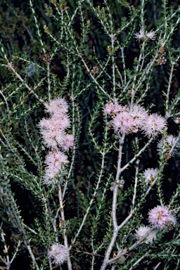 APII jpeg image of Melaleuca depauperata  © contact APII