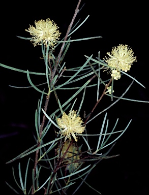 APII jpeg image of Melaleuca glomerata  © contact APII