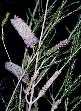 APII jpeg image of Melaleuca hamulosa  © contact APII