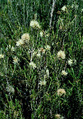 APII jpeg image of Melaleuca hamulosa  © contact APII