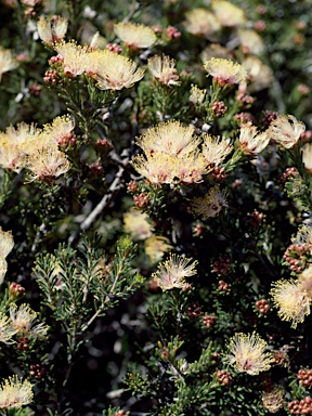 APII jpeg image of Melaleuca laetifica  © contact APII