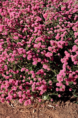 APII jpeg image of Melaleuca leptospermoides  © contact APII