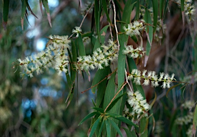 APII jpeg image of Melaleuca leucadendra  © contact APII