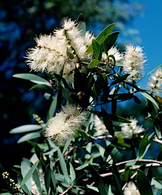 APII jpeg image of Melaleuca leucadendra  © contact APII