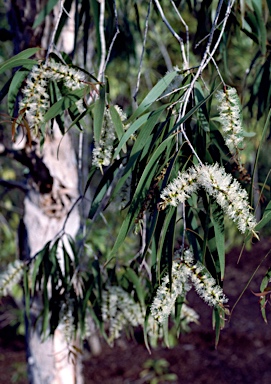 APII jpeg image of Melaleuca leucadendra  © contact APII