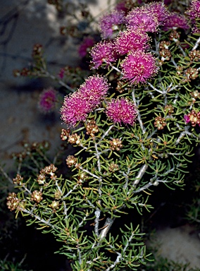 APII jpeg image of Melaleuca leuropoma  © contact APII