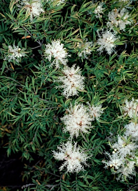 APII jpeg image of Melaleuca linariifolia  © contact APII