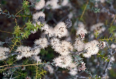 APII jpeg image of Melaleuca longistaminea  © contact APII