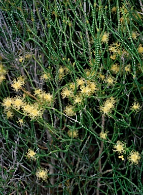 APII jpeg image of Melaleuca micromera  © contact APII