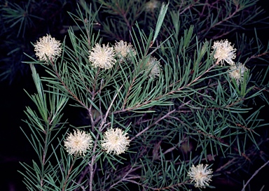 APII jpeg image of Melaleuca nodosa  © contact APII