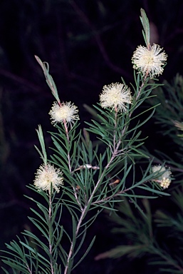 APII jpeg image of Melaleuca nodosa  © contact APII