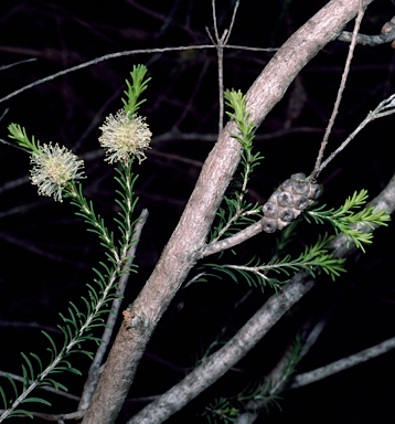 APII jpeg image of Melaleuca parvistaminea  © contact APII