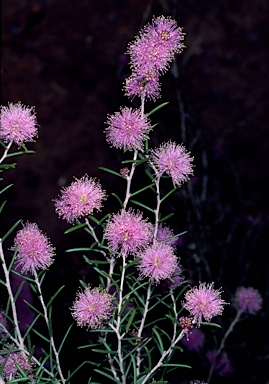 APII jpeg image of Melaleuca pentagona var. pentagona  © contact APII