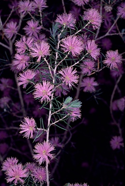 APII jpeg image of Melaleuca pentagona var. pentagona  © contact APII