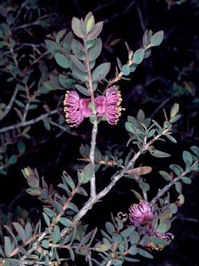 APII jpeg image of Melaleuca platycalyx  © contact APII