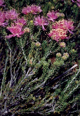 APII jpeg image of Melaleuca psammophila  © contact APII