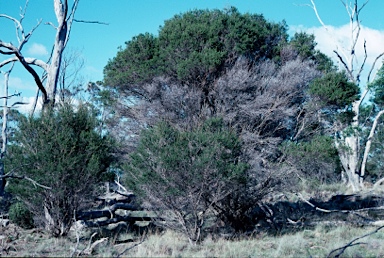 APII jpeg image of Melaleuca pustulata  © contact APII