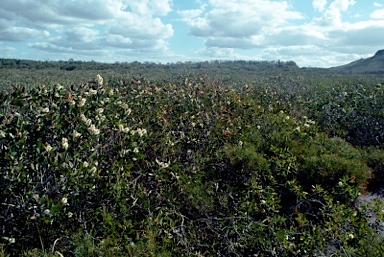 APII jpeg image of Melaleuca quinquenervia  © contact APII