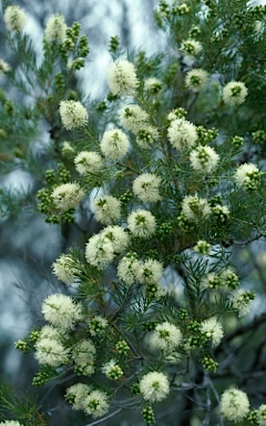 APII jpeg image of Melaleuca rhaphiophylla  © contact APII