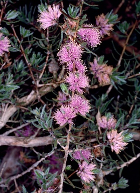 APII jpeg image of Melaleuca sclerophylla  © contact APII