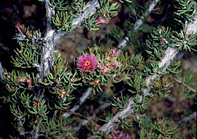 APII jpeg image of Melaleuca scabra  © contact APII