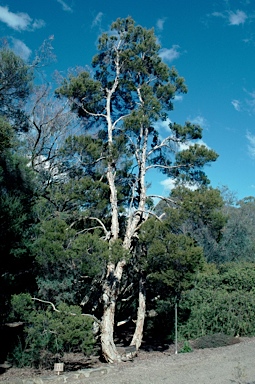 APII jpeg image of Melaleuca sieberi  © contact APII