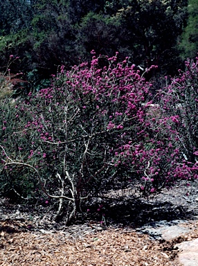 APII jpeg image of Melaleuca spathulata  © contact APII