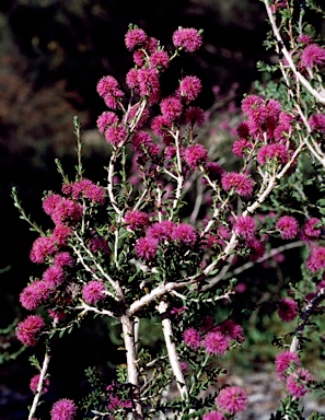 APII jpeg image of Melaleuca spathulata  © contact APII